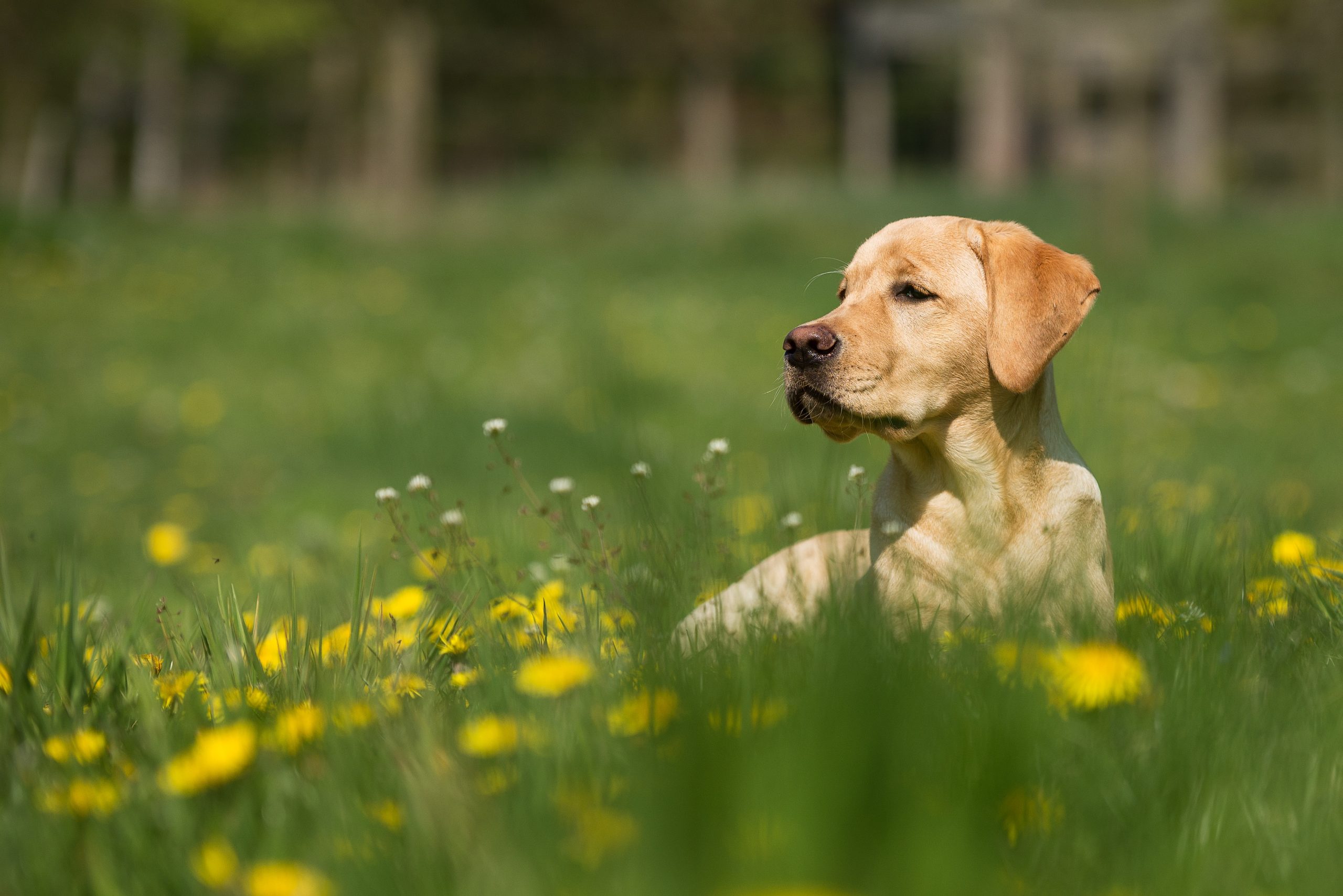 Merkevarer fra Radical Dog